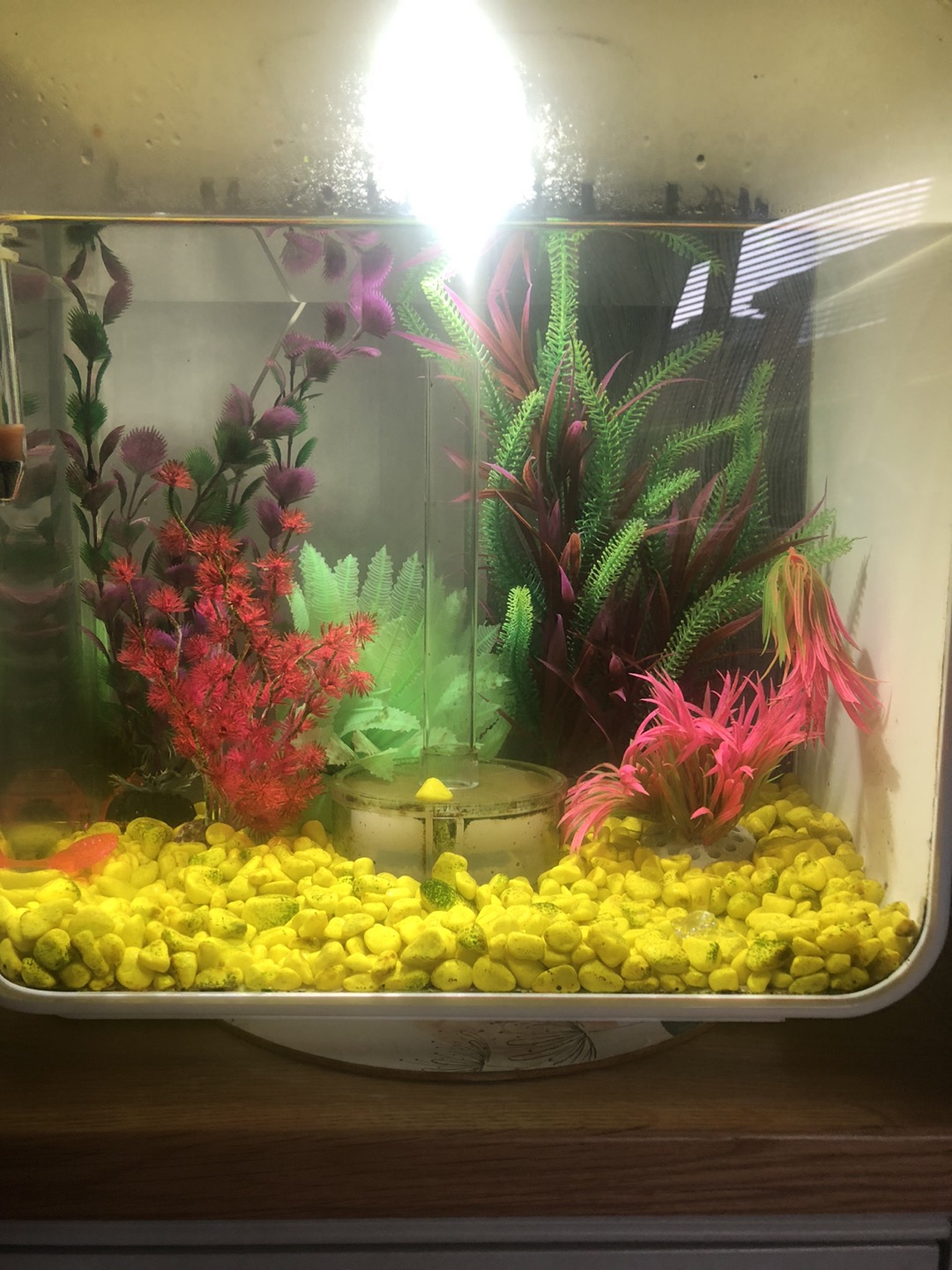 Biorb fish tank 30 litre Karrot