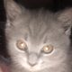 pip